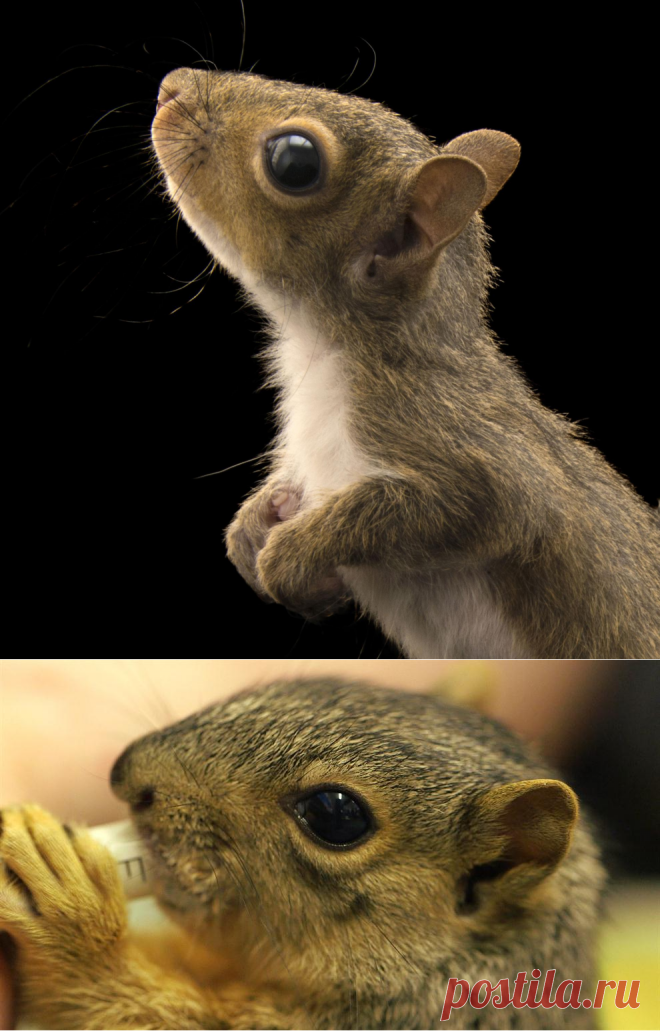 Squirrels | National Geographic