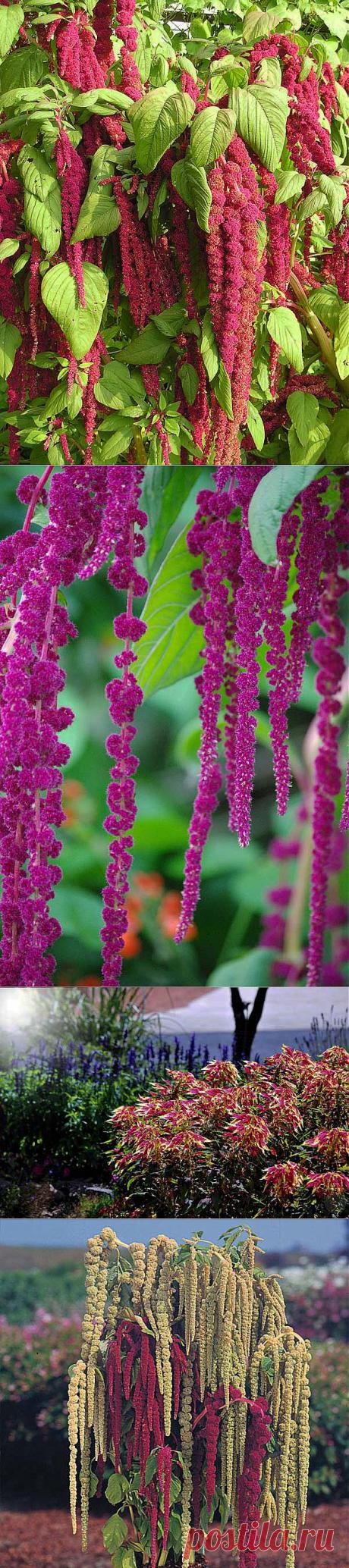 Амарант, или щирица | Блог ZooFitoSfera о растениях, животных и интересном
