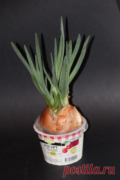 Как вырастить вкусный лук на подоконнике - секреты и тонкости / Журнал садовода Пономарев (Onion Club) / 7dach.ru
