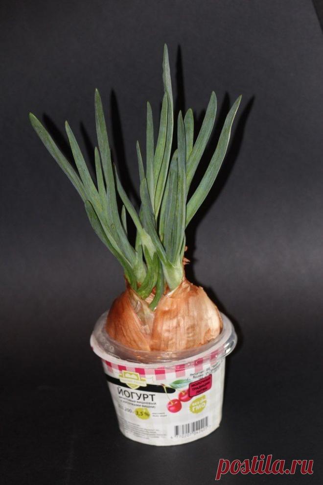 Как вырастить вкусный лук на подоконнике - секреты и тонкости / Журнал садовода Пономарев (Onion Club) / 7dach.ru