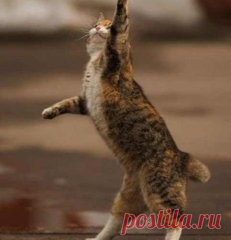 Этот кот был замечен в марте, когда только-только солнышко пробилось, наконец, сквозь неприветливые тучи.