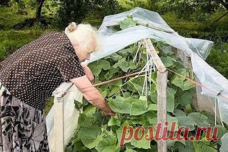 Хочу поделиться своим опытом выращивания ранних огурцов. Процесс этот несложный, главное – соорудить для растений теплую грядку.
Делаем теплую грядку так. Посредине гряды выкапываем траншею на полтора штыка лопаты (огурцы будем сажать в один ряд). Заполняем ее на треть глубины органикой (травой, опавшими листьями, ветками, ботвой и т.п.), сверху насыпаем перепревший навоз, золу, 2-3 горсти нитроаммофоски (можно обойтись и без нее). Добавляем землю и все хорошо перемешиваем.
Поверх этой питател