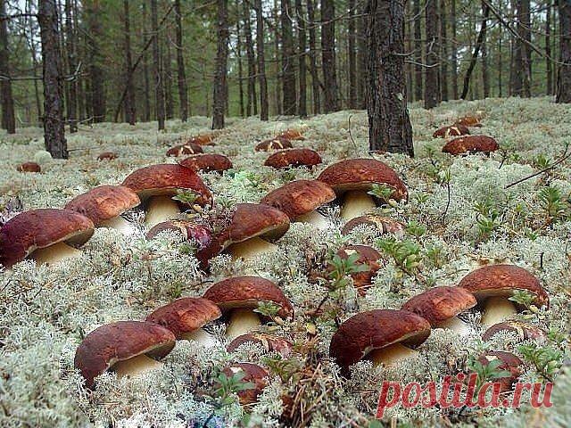 Игрушки. Секреты мастеров.