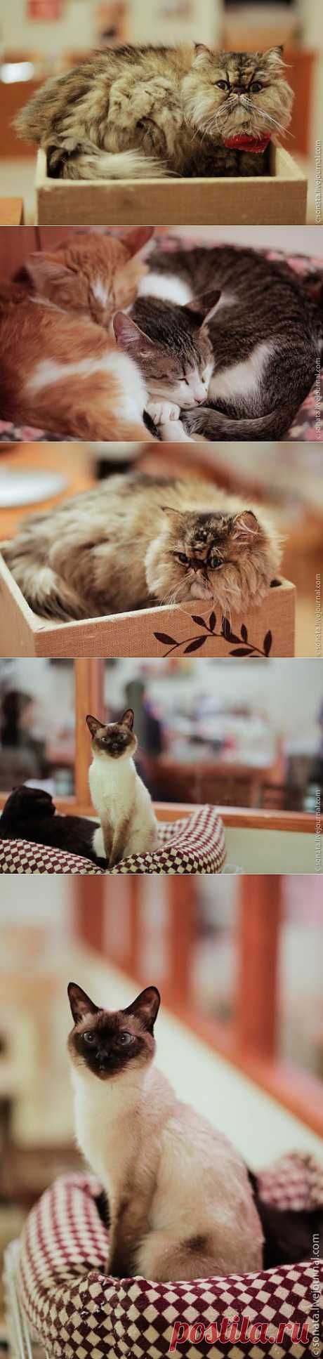 Кошачье кафе в Японии | Непутевые заметки