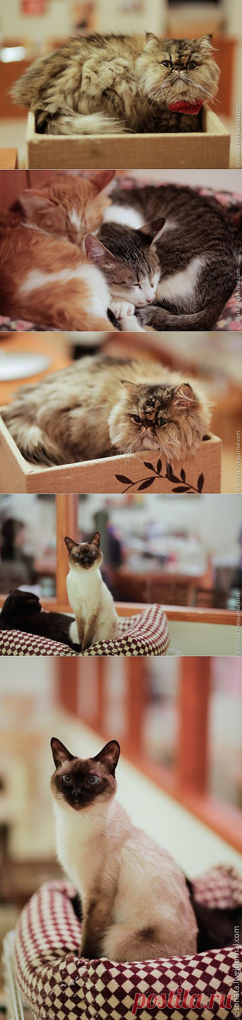 (+1) тема - Кошачье кафе в Японии | Непутевые заметки