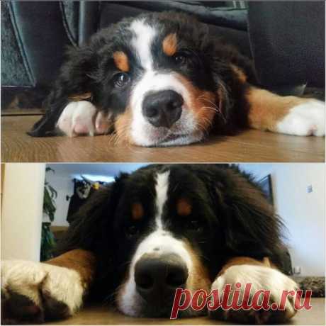 19 трогательных фотографий о том, как вырастают наши четвероногие друзья