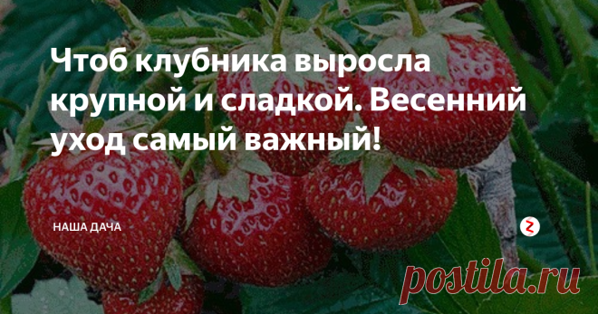 Чтоб клубника выросла крупной и сладкой. Весенний уход самый важный! У меня в окружении нет ни одного человека, который бы не любил сочную сладкую клубнику. Эти ароматные ягоды одними из первых появляются на столах дачников – при благоприятной погоде вкусными плодами можно будет лакомиться уже в середине июня!