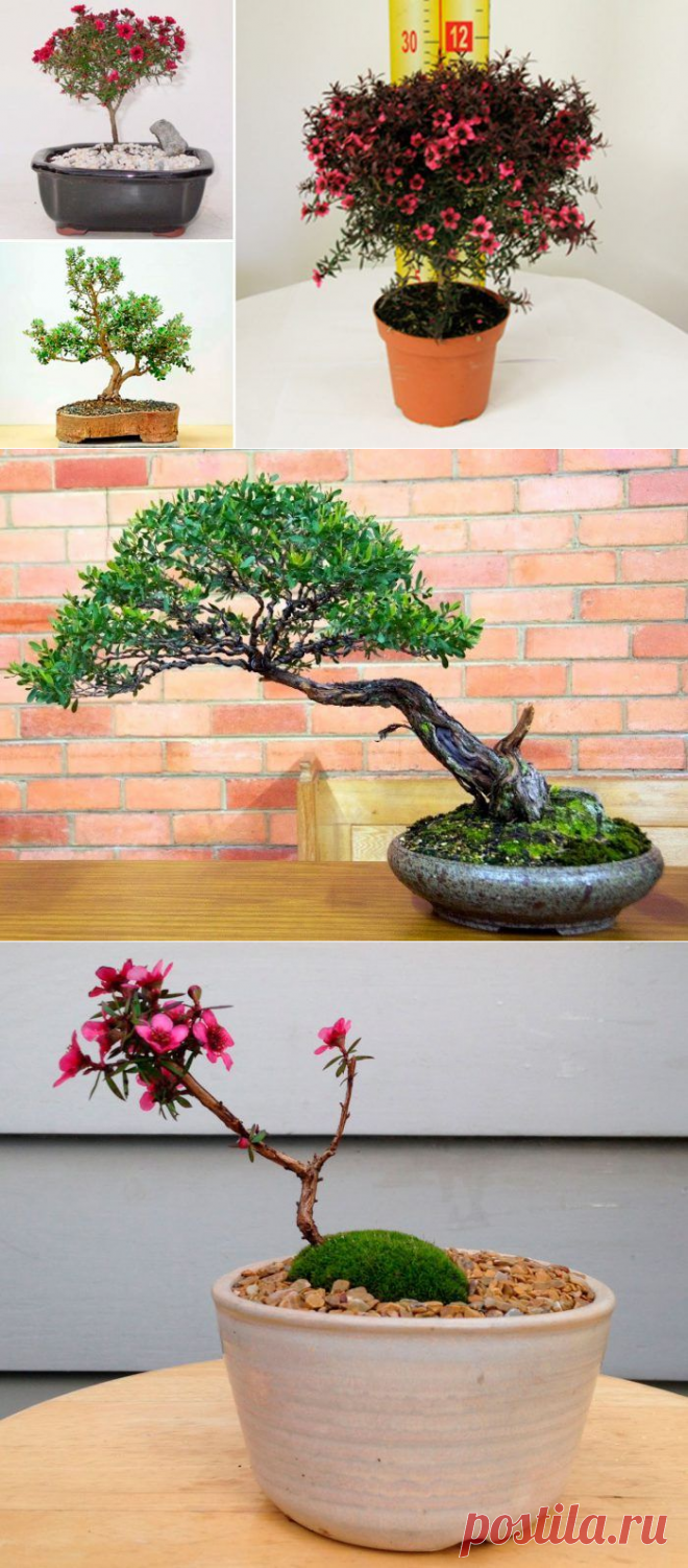 Такое растение, как лептоспермум метельчатый имеет прямое отношение к роду Leptospermum, а также к семейству миртовые. В природе его можно повстречать на юго-востоке Австралии и в Новой Зеландии.  |  Лептоспермум