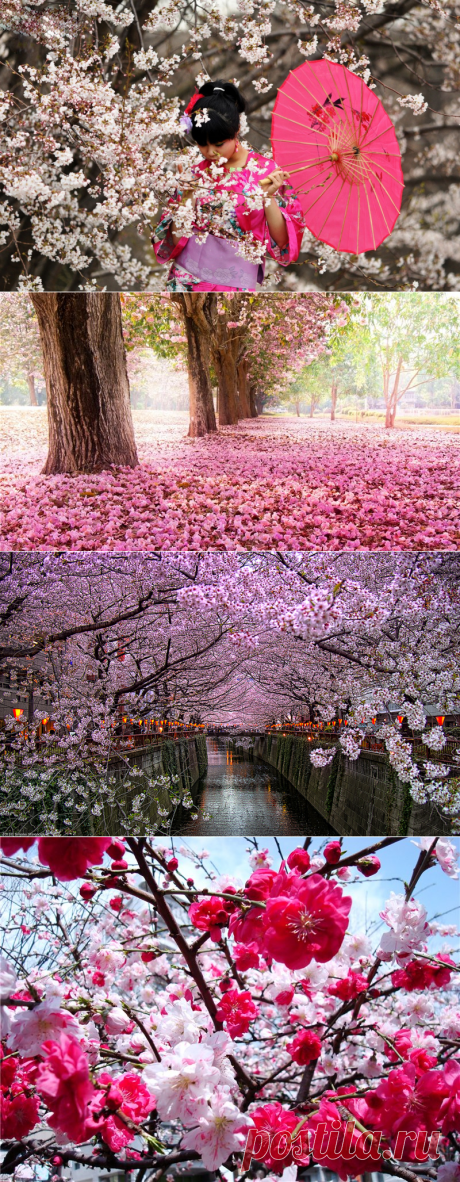 Цветение сакуры Хокку Как хорошо, Когда, на рассвете проснувшись,
Выглянешь в сад — И увидишь вдруг, что бутоны превратились в цветы на вишне. Татибана Акэми
В пору цветенья Вишни сродни облакам -Не потому ли Стала просторней душа, Словно весеннее небо...Камо Мабути