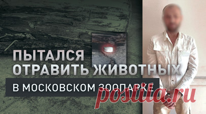 Подбросил таблетки в вольер: житель Москвы подозревается в попытке отравления животных в зоопарке. Полиция задержала подозреваемого в попытке отравления животных в Московском зоопарке. Им оказался 43-летний житель столицы, его доставили в отделение. Мужчина бросил в вольер с рысями и леопардами таблетки неизвестного происхождения. Позже выяснилось, что они содержат экстракт валерианы. Подозреваемый заявил, что этими таблетками «хотел привести животных в чувство». Читать далее