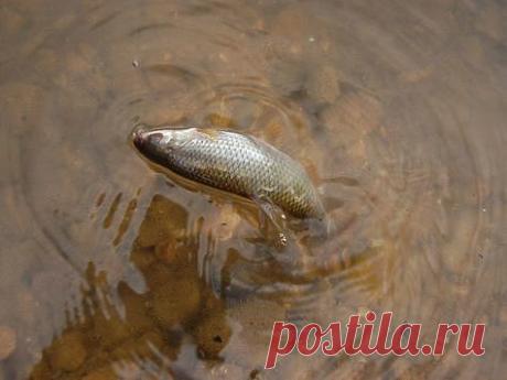 Плотва на всплеск У каждого дачника есть свой пруд или речка в шаговой доступности, где можно пару раз в неделю поразвлечься ловлей карасей, пескарей или ротанов. Мне