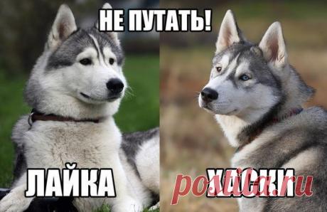 Как отличить лайку от хаски? Многие путают ЛАЙКУ и ХАСКИ. На самом деле отличить их невероятно просто:


1. Окрас шерсти лайки варьируется от льняного до кремового, шерсть хаски же скорее напоминает по цвету морскую пену или побе…