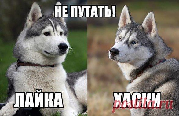 Как отличить лайку от хаски? Многие путают ЛАЙКУ и ХАСКИ. На самом деле отличить их невероятно просто:


1. Окрас шерсти лайки варьируется от льняного до кремового, шерсть хаски же скорее напоминает по цвету морскую пену или побе…