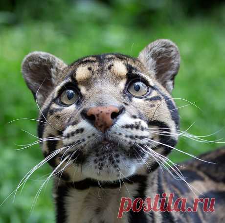 17 котов, о существовании которых вы, наверное, и не слышали