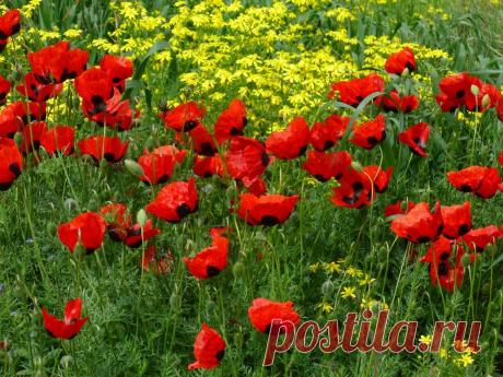 (48) Одноклассники