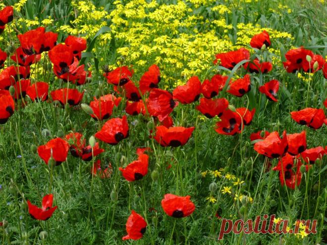 (48) Одноклассники