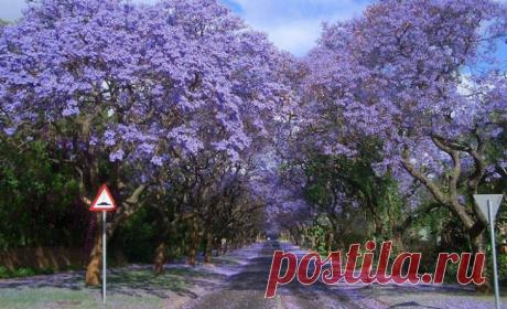 Топ-10 фантастически красивых туннелей из деревьев со всего мира Многим из нас, особенно живущим в больших городах, остро не хватает в жизни природы. Поэтому так необычайно приятно бывает прогуляться по сказочному живому коридору из сплетенных крон деревьев, буквал...