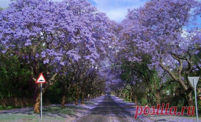 Топ-10 фантастически красивых туннелей из деревьев со всего мира Многим из нас, особенно живущим в больших городах, остро не хватает в жизни природы. Поэтому так необычайно приятно бывает прогуляться по сказочному живому коридору из сплетенных крон деревьев, буквал...