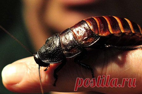 К чему снится Большой Таракан — 40 значений Видеть во сне Огромных тараканов для женщины, мужчины Сонник Большие Тараканы во сне 🐜. К чему снится Огромный Таракан женщине, мужчине 🤔. Что значит сон, Видеть белых, черных или рыжих тараканов и ловить, травить или давить их