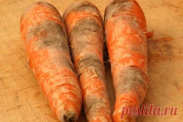 Почему морковь корявая и рогатая: причины проблемы и решение | Морковь, свекла, редис (Огород.ru)