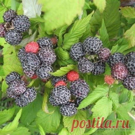 Черная малина кумберленд: секреты выращивания