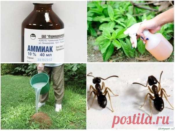 Ηaшaтыpь нa дaче