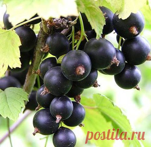 Смородина - Уход за смородиной