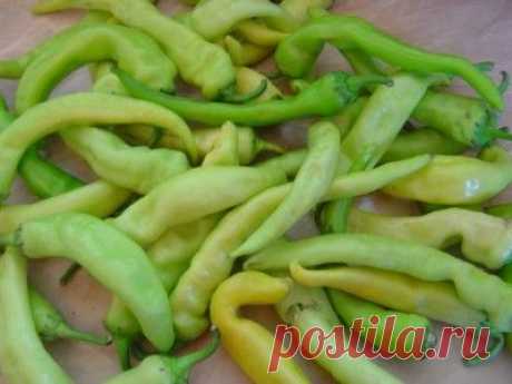 Перец острый квашеный «Цицак» (по-армянски) : Болгарский перец