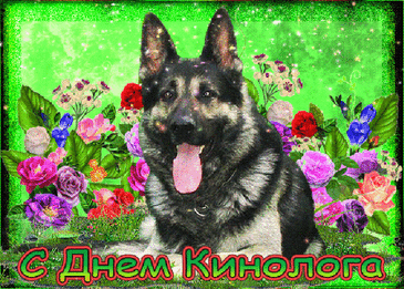 Кинологи, желаем новых вам успехов
И новых планов достигать.
Чтобы препятствия, преграды
Уверенно одолевать.