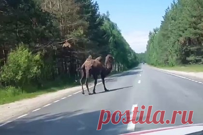 Верблюд устроил пробежку на российской трассе и попал на видео