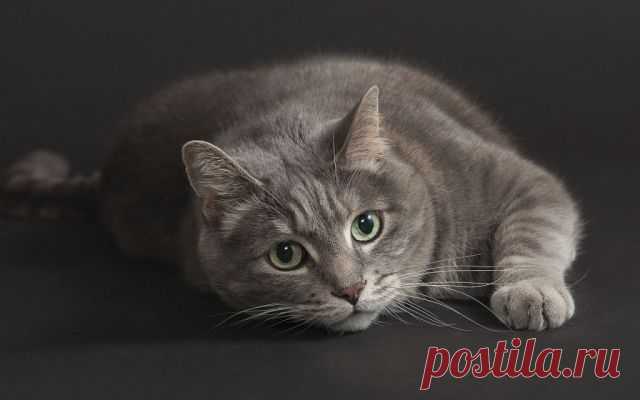 мои кошечки