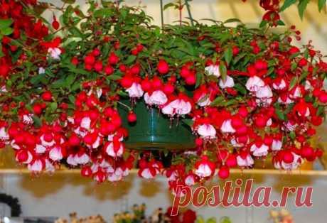 Фуксия: уход в домашних условиях+ фото | floravdome.ru