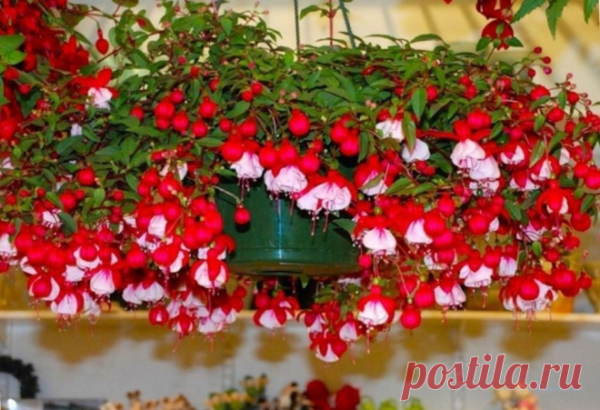 Фуксия: уход в домашних условиях+ фото | floravdome.ru