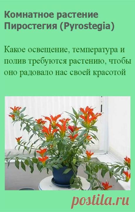Комнатное растение Пиростегия (Pyrostegia). Пиростегия - довольно редкая в комнатной культуре южноамериканская лиана, которая быстро разрастается, если создать ей условия тропического климата. Для содержания пиростегии необходима оранжерея, хотя можно попробовать выращивать ее и на солнечном окне, регулярно опрыскивая листья и стебли - растению необходима максимально высокая влажность воздуха.