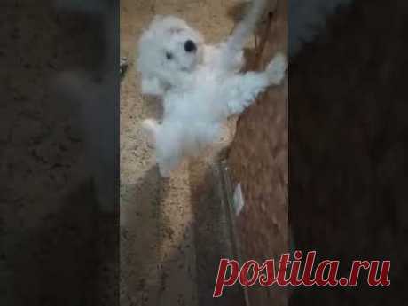 Fofolete mais Pyxy, duas fofuras: maltês e poodle