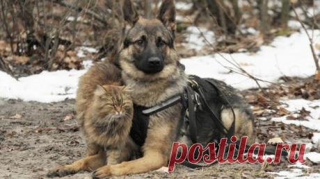 Кот, которые вырос среди собак На дрессировочной площадке под Воронежем кот работает «ассистентом» кинолога. Тобик – естественный «раздражитель» для собак, на который они учатся не реагировать. Это «испытание котом» должна пройти каждая служебная собака перед тем, как заступить на службу.