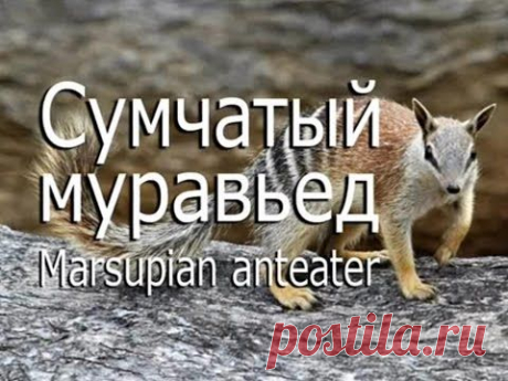 Сумчатый муравьед — Marsupial anteater - YouTube