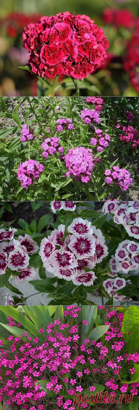 Гвоздика - цветок Зевса. Сохраните любой пост с сайта 7dach.ru в Постиле и выиграйте призы от интернет-магазина Клуб Красоты. Чем больше постов - тем выше шансы. Розыгрыш состоится в понедельник, 30 января. В акции участвуют все посты, которые содержат этот текст или фото призов!