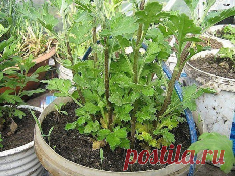 Новости - МирТесен