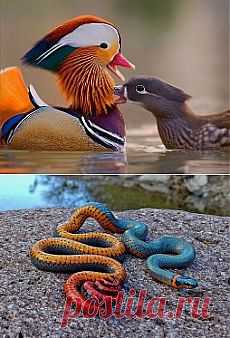 (99) Одноклассники