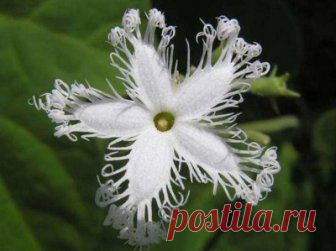 Самые необыкновенные цветы, которые только есть на свете