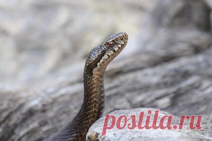 Мужчина поселил у себя дома одну из самых ядовитых змей мира и был укушен ею. Житель США получил укус от габонской гадюки, которую содержал в качестве домашнего питомца. Этот вид змей входит в десятку самых ядовитых в мире. Мужчине при помощи полицейских вовремя доставили противоядие, поэтому его удалось спасти. В настоящее время он находится под наблюдением специалистов.