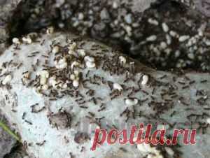 Страна Полезных Советов