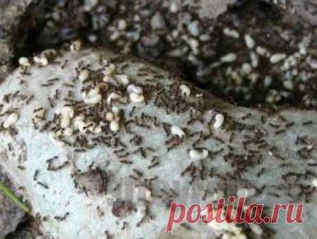 Страна Полезных Советов