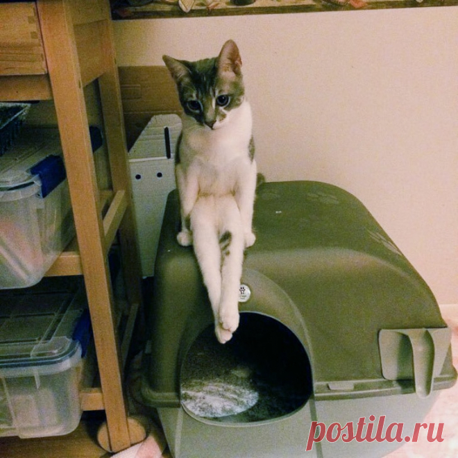 Смешные животные: 17 котов и собак, которые любят сидеть совсем как люди | Ололо - смешные картинки и веселые истории