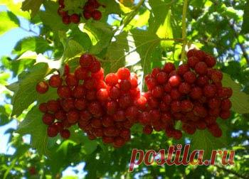 Калина красная (обыкновенная) - свойства, рецепты, лечение - Комнатные растения, уход, энциклопедия растений, домашние цветы, фото, названия