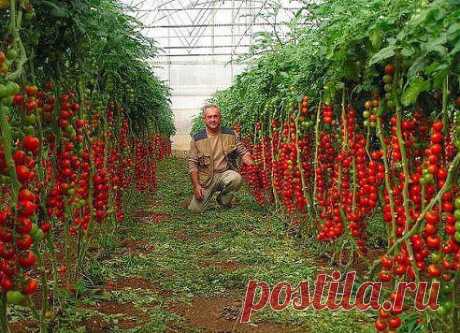 ВОТ ЭТО ПОМИДОРНЫЙ УРОЖАЙ!!! А СОРТ НАЗЫВАЕТСЯ Красная вишня.