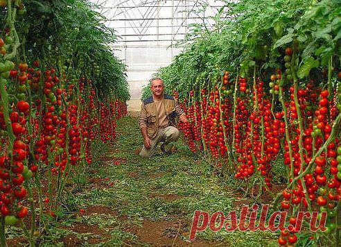 ВОТ ЭТО ПОМИДОРНЫЙ УРОЖАЙ!!! А СОРТ НАЗЫВАЕТСЯ Красная вишня.