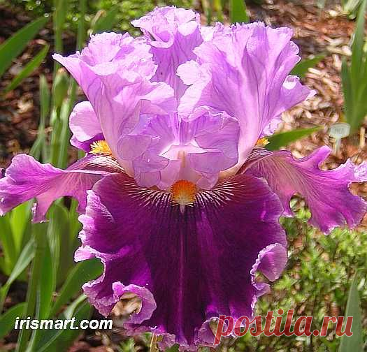 about town bearded iris  |  Найдено на сайте irismart.com.