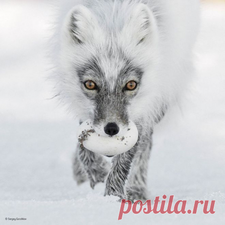 50 фото дикой природы, от которых у вас перехватит дух